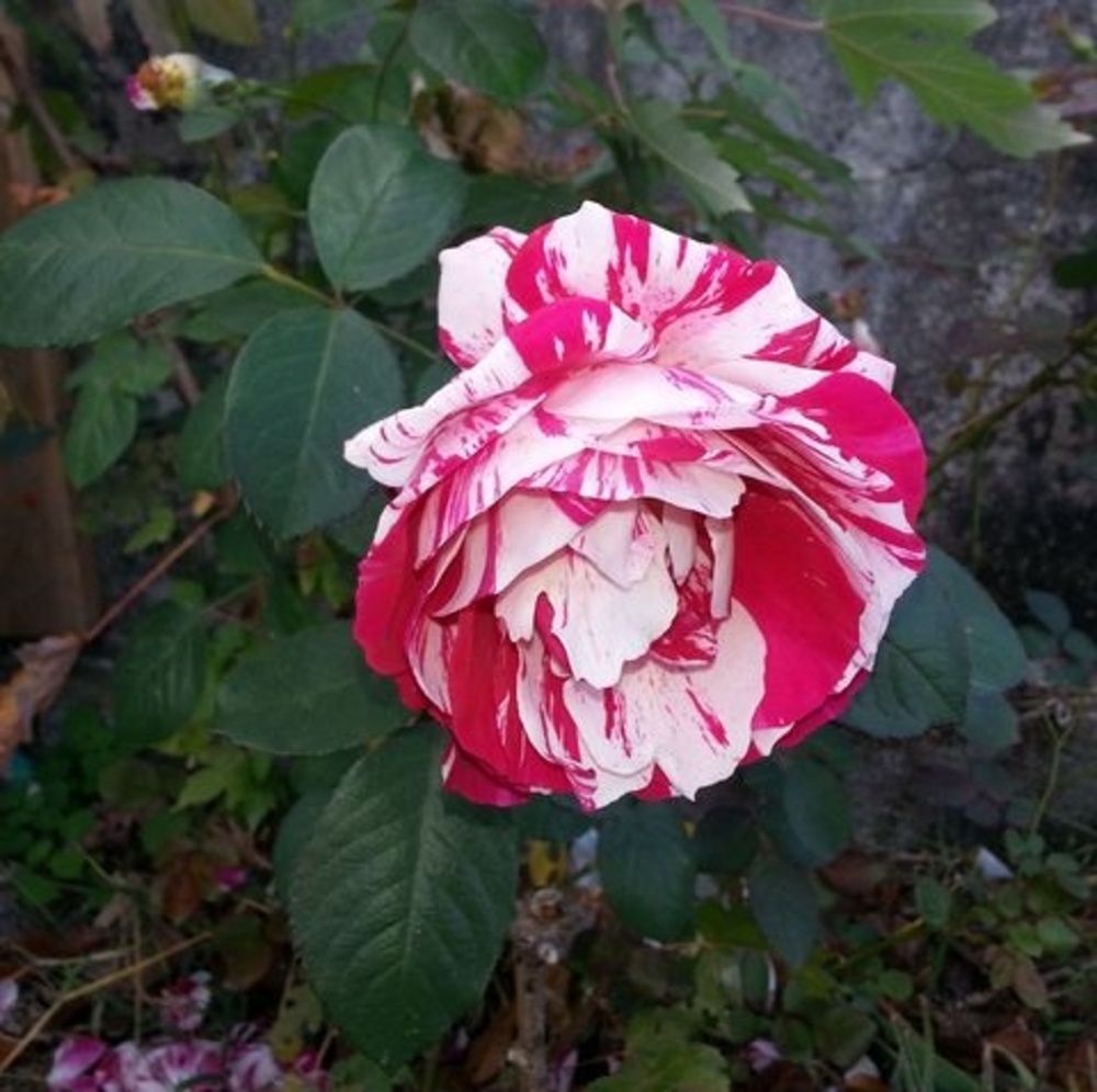 Meet your Posher, Adrian